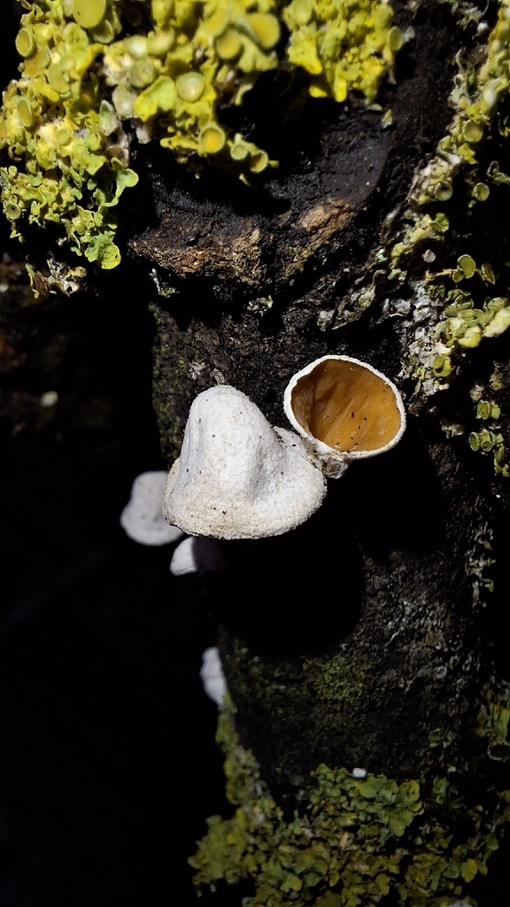 Schizophyllum amplum · January 2026 · photo: © yellowplant (iNaturalist, cc-by)
