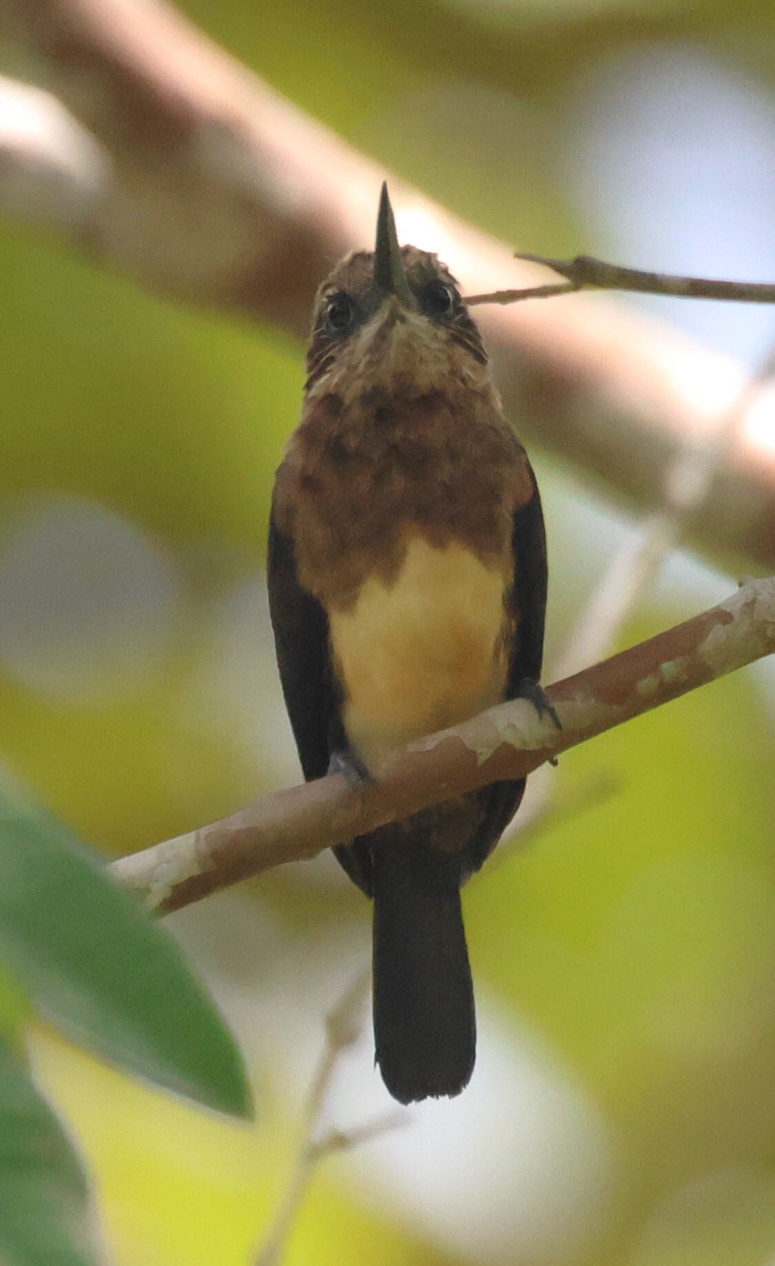 Brown Jacamar (Brachygalba lugubris), photo 9