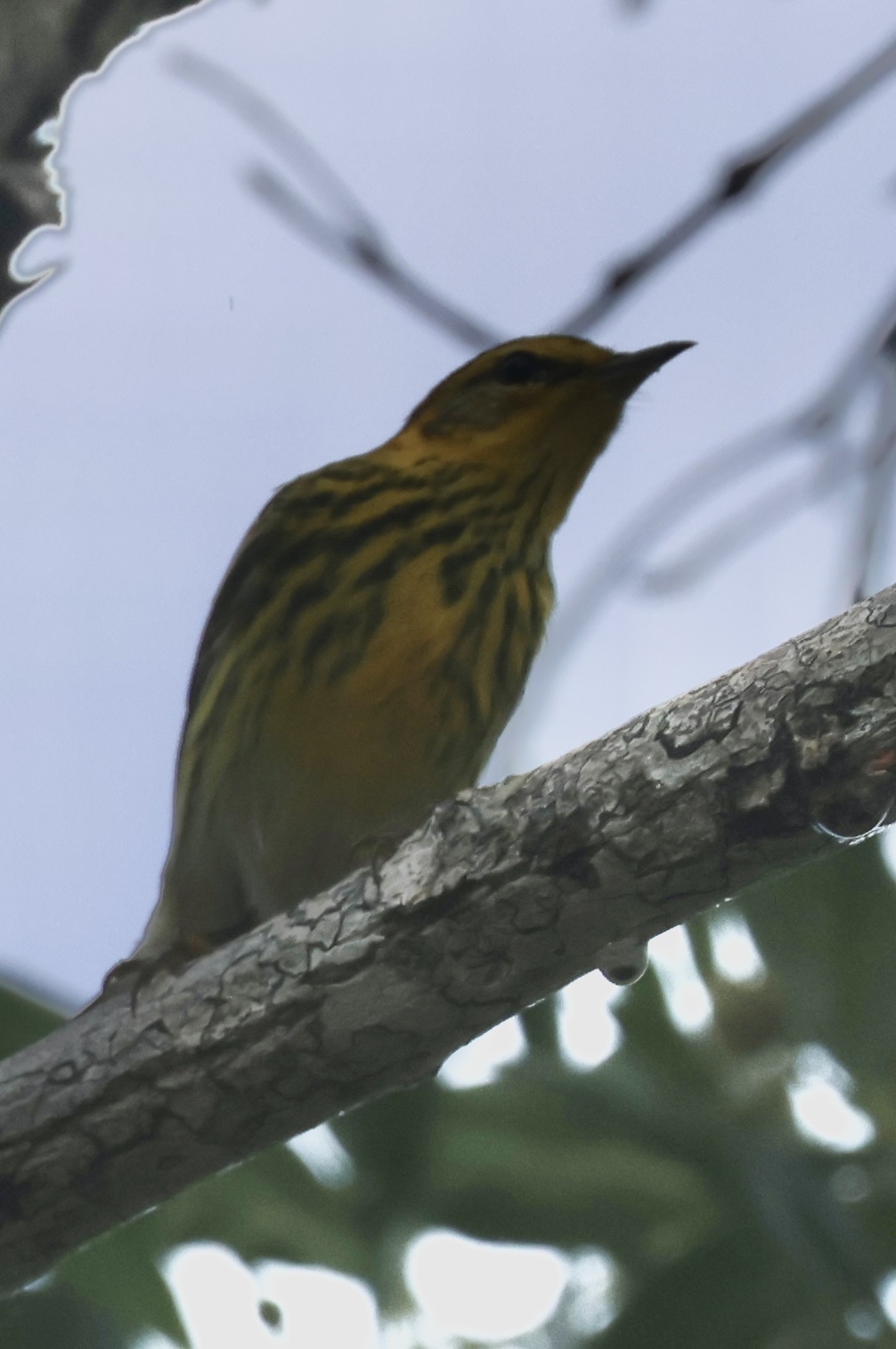 Cape May Warbler (Setophaga tigrina), photo 5