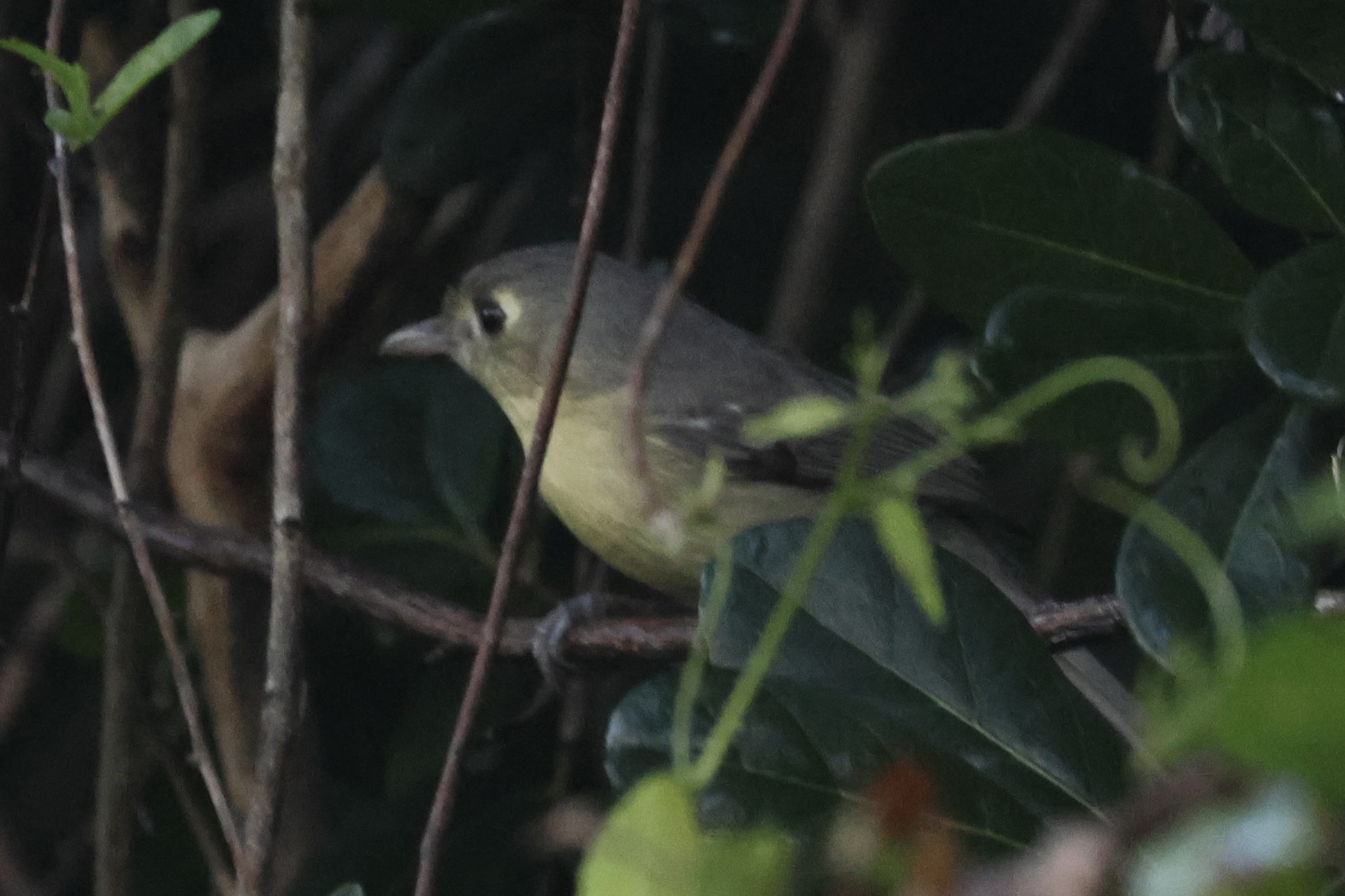 Cuban Vireo (Vireo gundlachii), photo 2