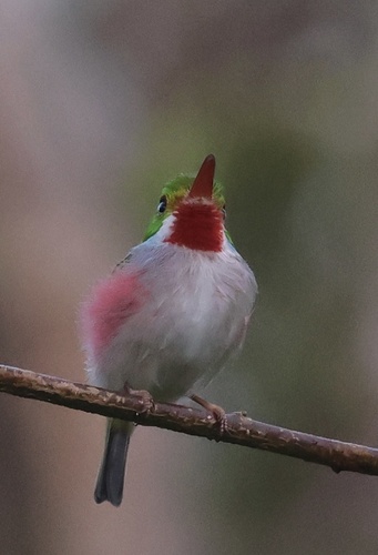 Cuban Tody (Todus multicolor)