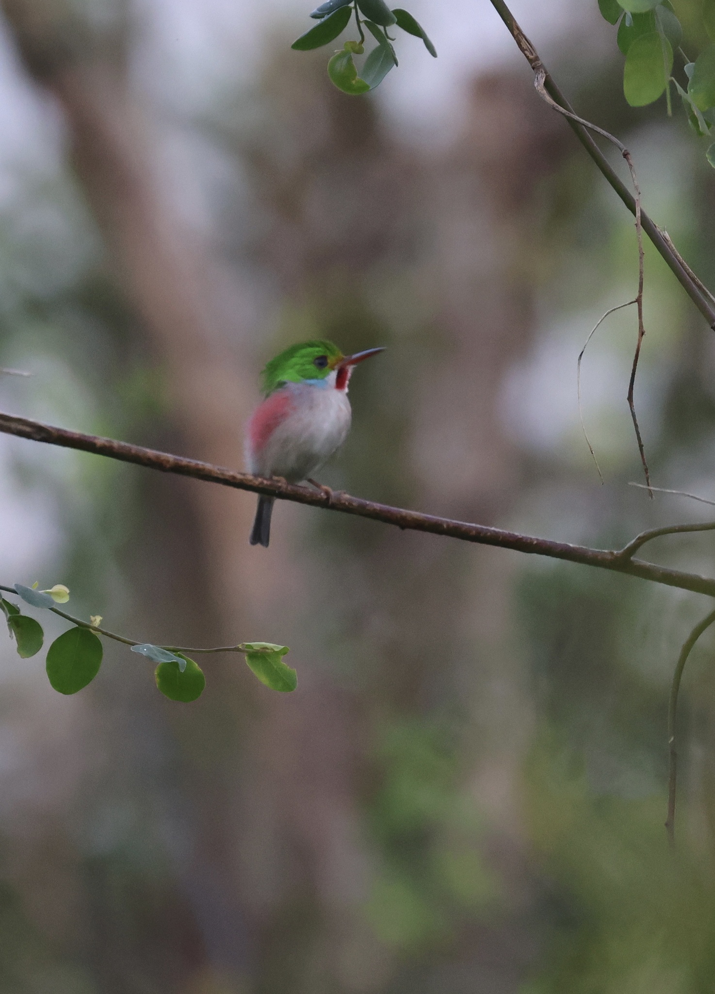 Cuban Tody (Todus multicolor), photo 2