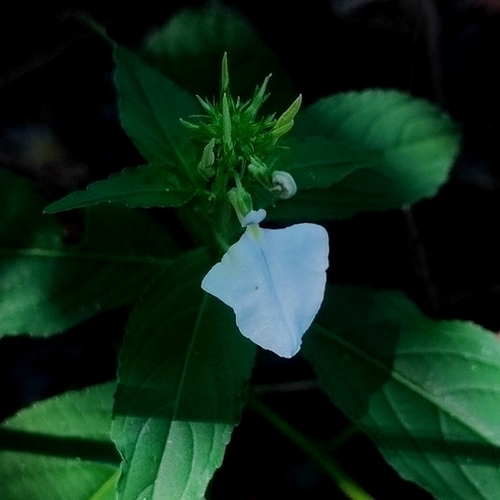 Pombalia communis