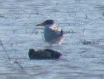 iNaturalist: (c) Jim Wilson, some rights reserved (CC BY-NC), uploaded by Jim Wilson iNaturalist image