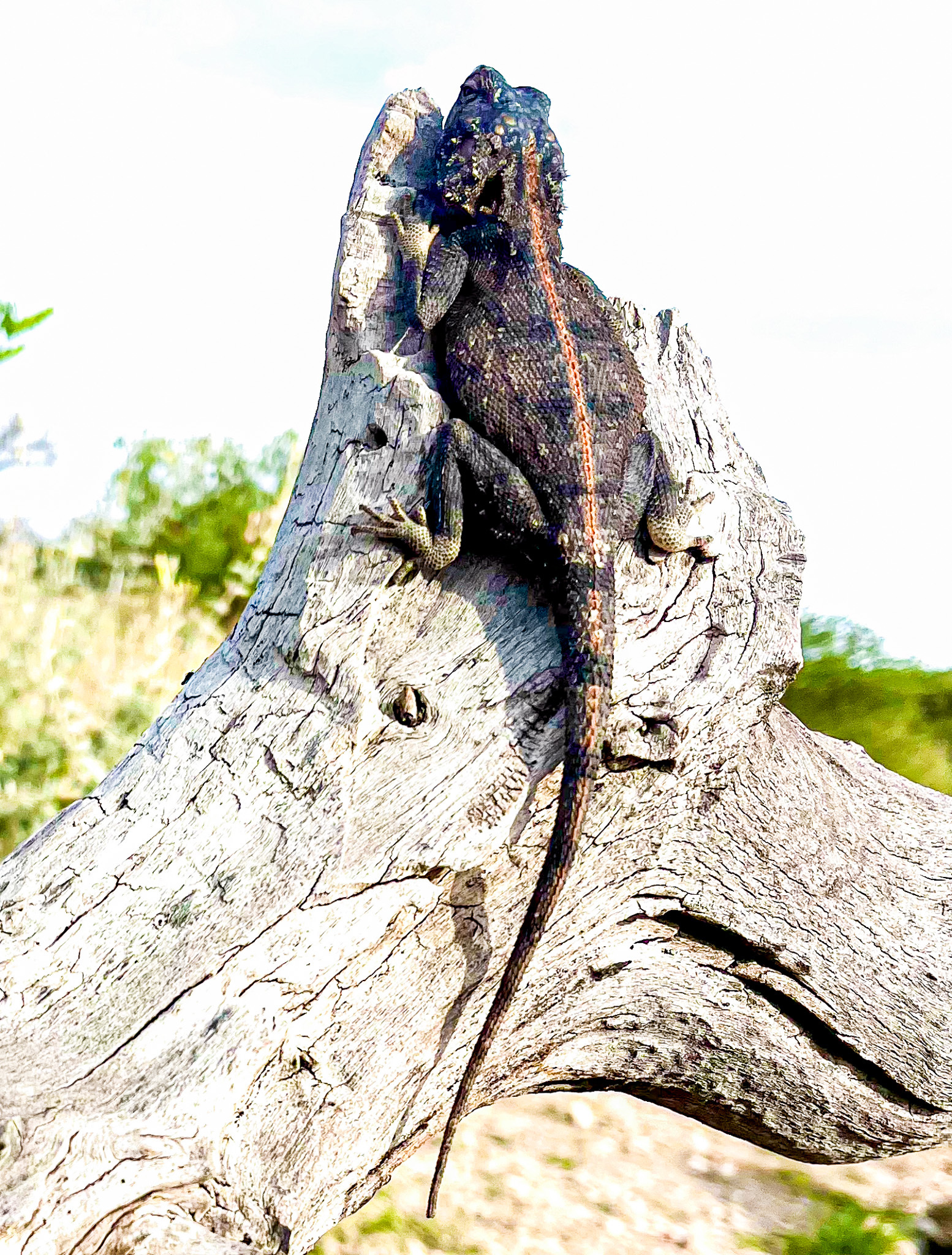 Agama anchietae Bocage, 1896