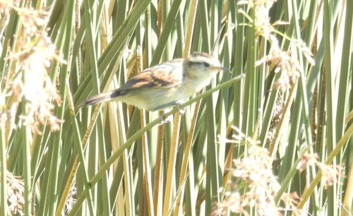 Wren-like Rushbird (Phleocryptes melanops), photo 3