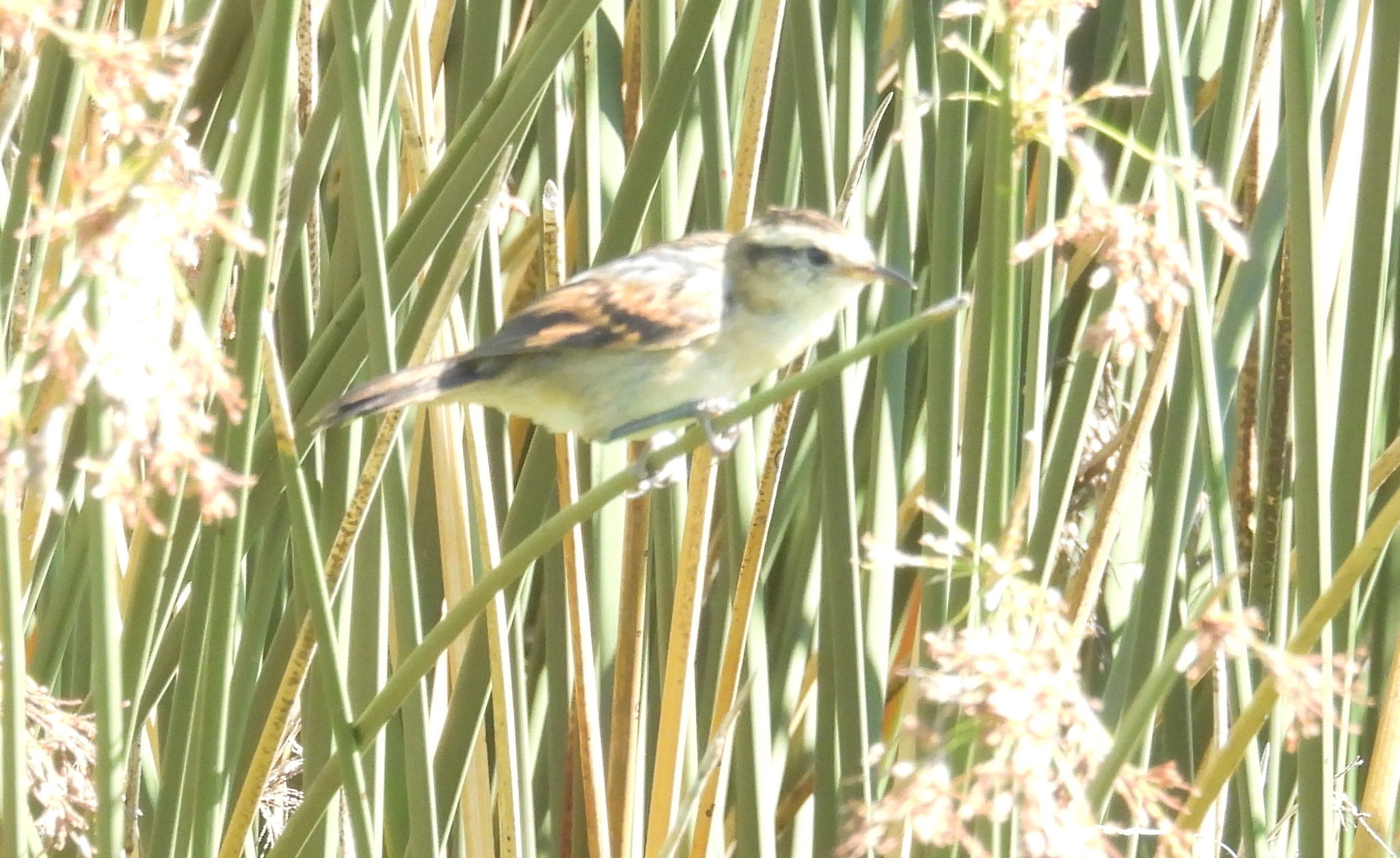 Wren-like Rushbird (Phleocryptes melanops), photo 6