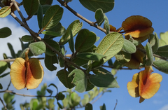 Combretum hereroense