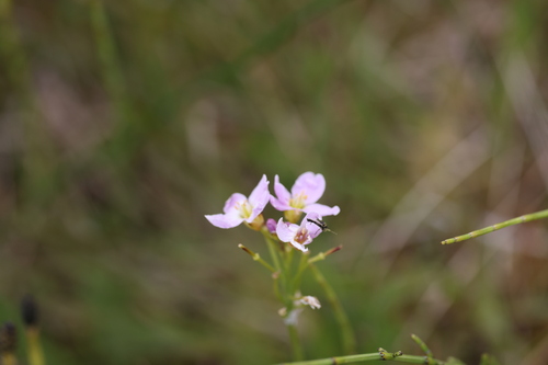 northern field bittercress (Cardamine polemonioides)