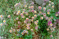 Erigeron eriocephalus
