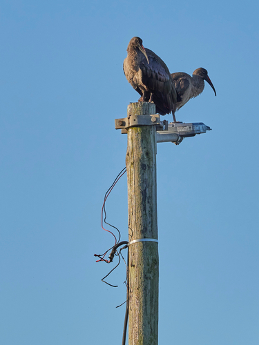 iNaturalist: (c) Jürg, some rights reserved (CC BY-NC), uploaded by Jürg iNaturalist image