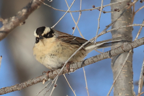 Siberian Accentor, photo 6 of 10