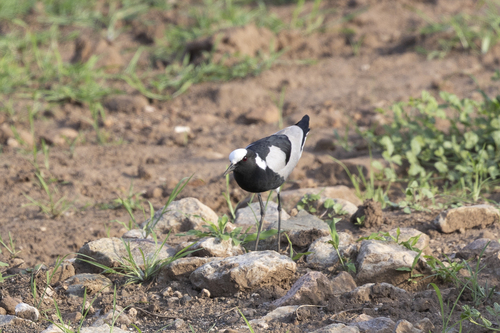 iNaturalist: (c) Andre Harmse, some rights reserved (CC BY-NC), uploaded by Andre Harmse iNaturalist image