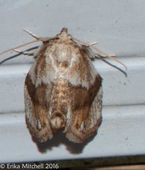 Packardia geminata