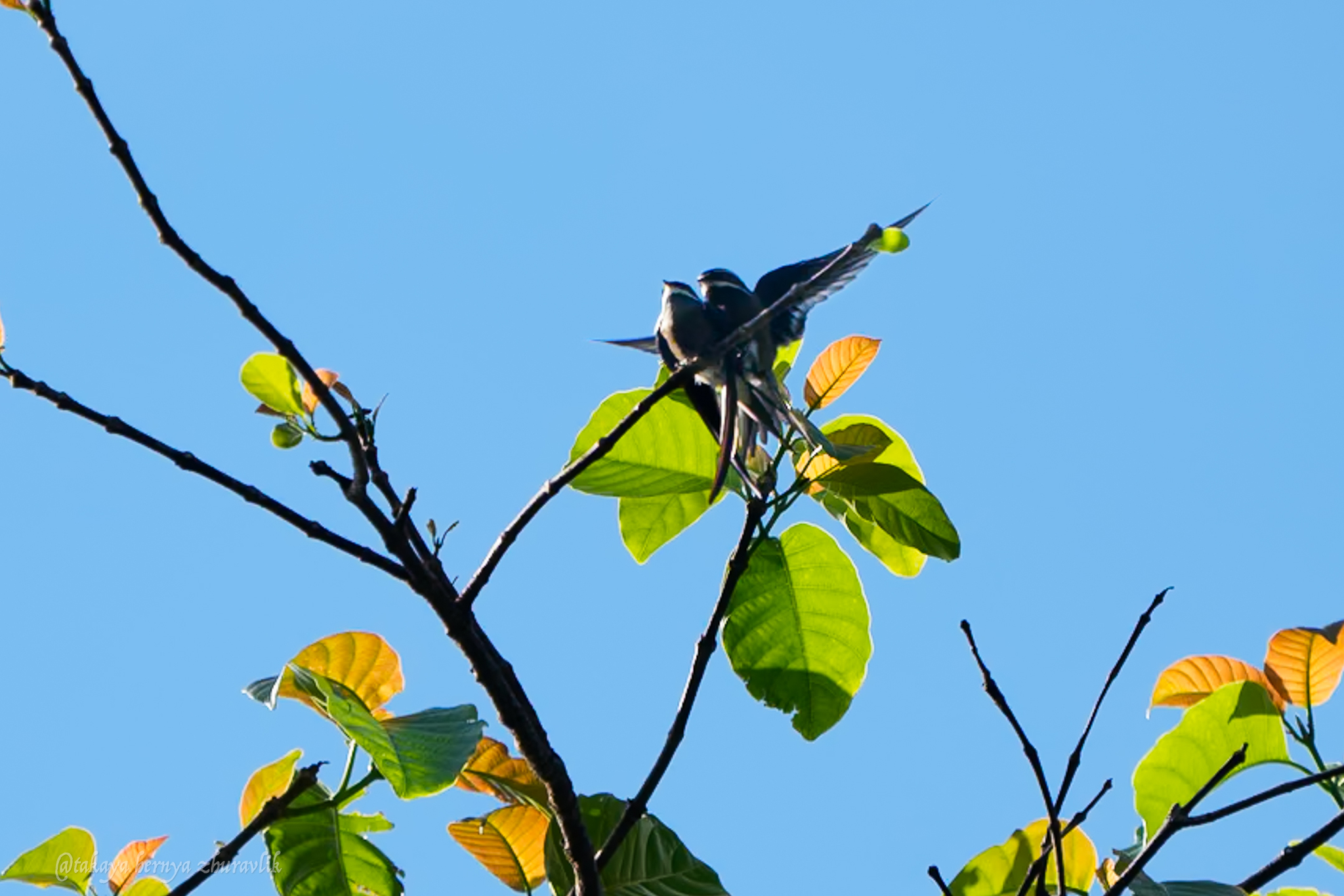 Whiskered Treeswift (Hemiprocne comata), photo 7