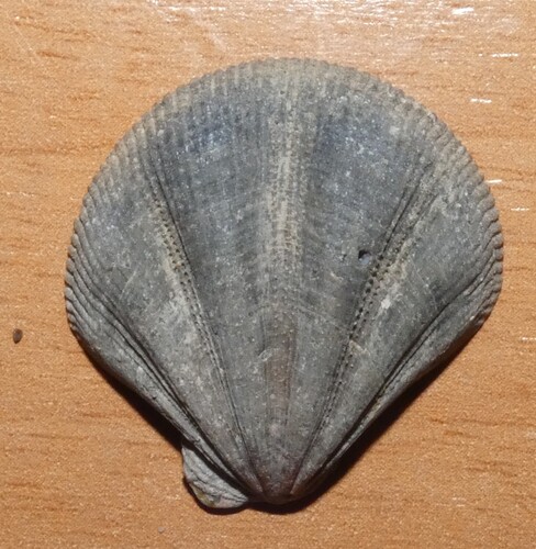 Pseudamussium clavatum, 2026-01-28