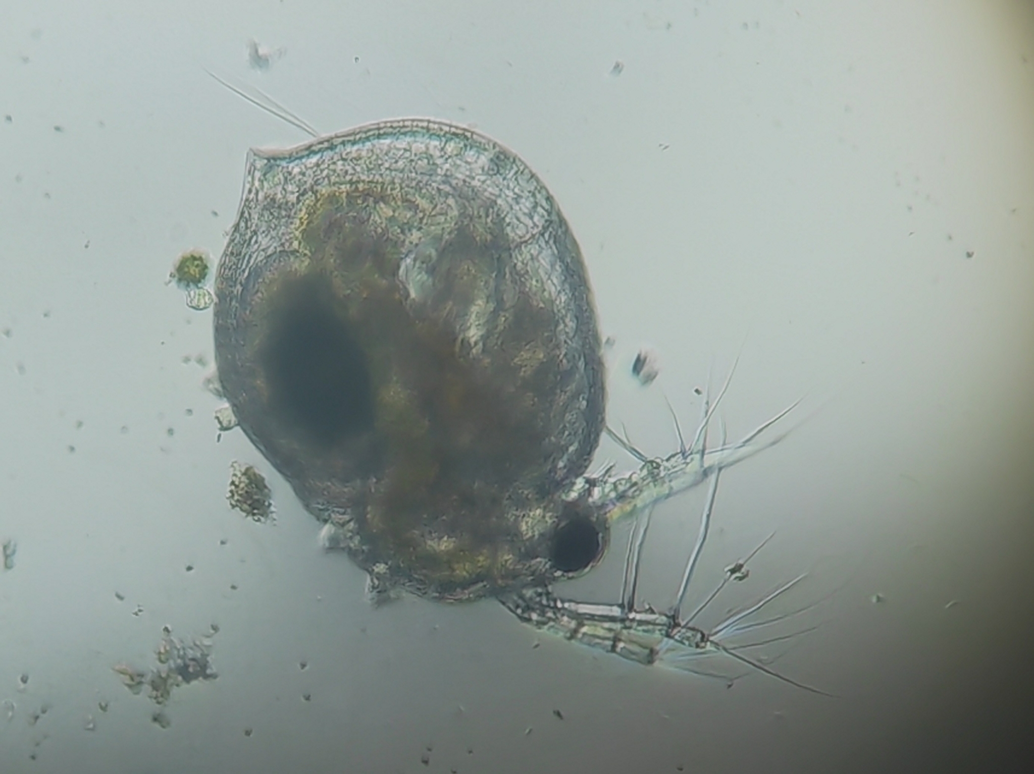 Ceriodaphnia cornuta Sars, 1885