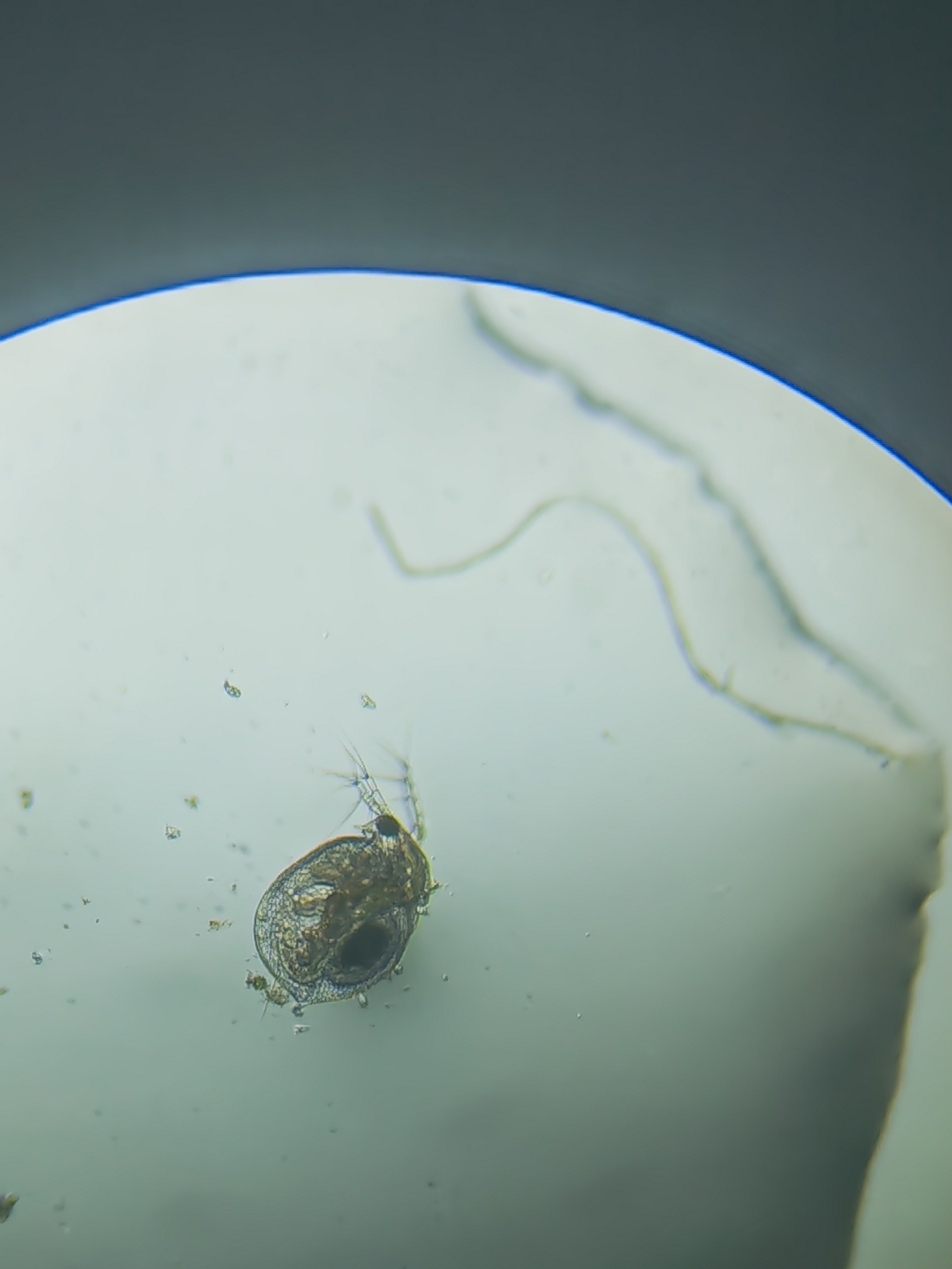 Ceriodaphnia cornuta Sars, 1885