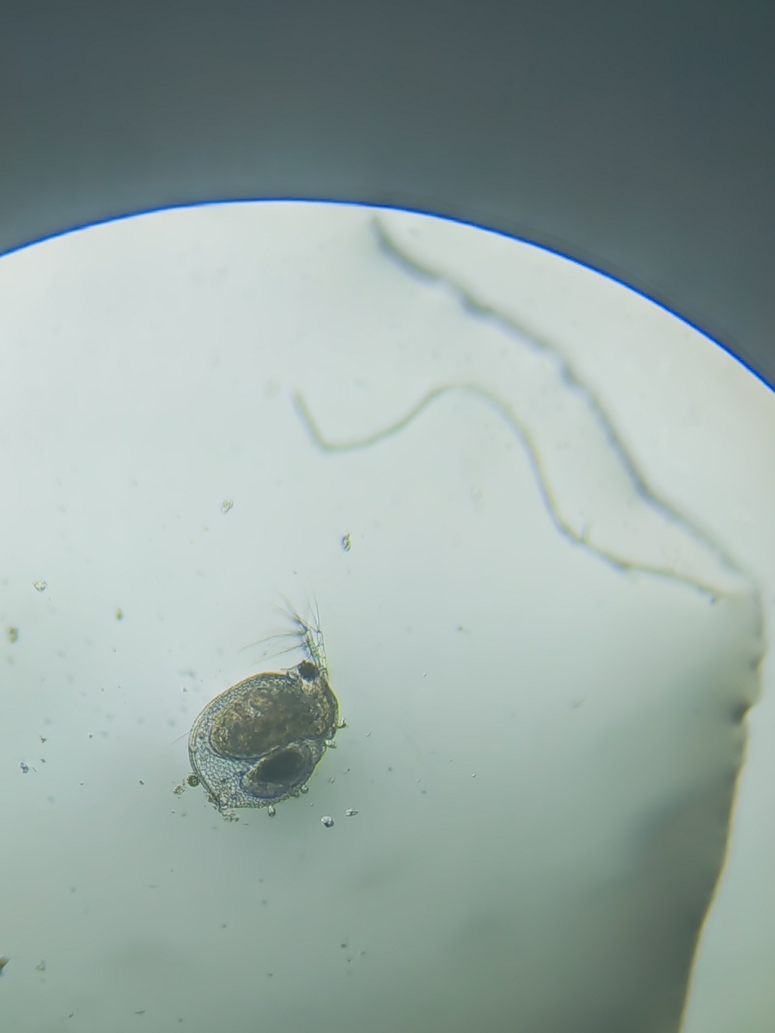 Ceriodaphnia cornuta Sars, 1885