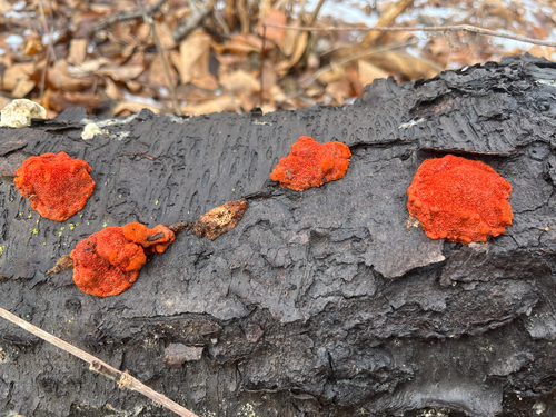 Northern Cinnabar Polypore