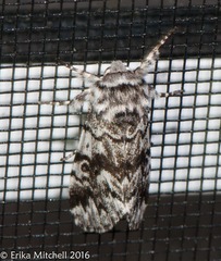 Panthea acronyctoides