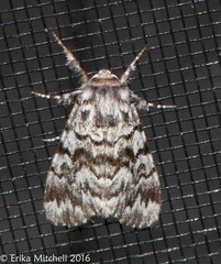 Panthea acronyctoides