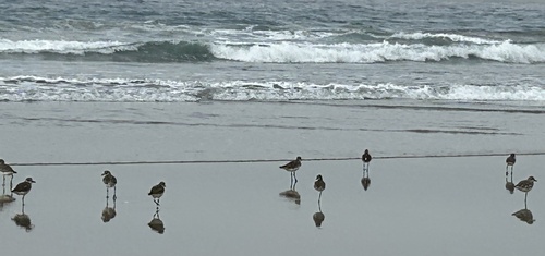 iNaturalist: (c) Melina Kust, some rights reserved (CC BY-NC), uploaded by Melina Kust iNaturalist image