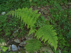 Amauropelta concinna