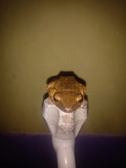 Polypedates leucomystax