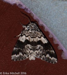 Panthea acronyctoides