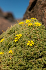 Oxalis erythrorhiza, photograph Ezequiel Racker, CC BY, iNaturalist via GBIF