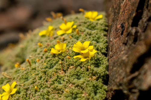 Oxalis erythrorhiza, photograph 3