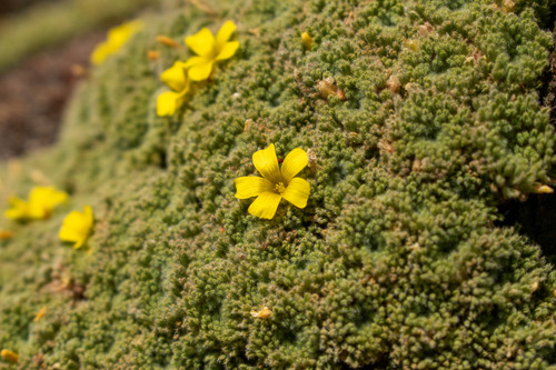 Oxalis erythrorhiza