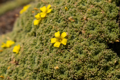 Oxalis erythrorhiza