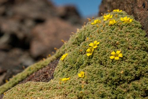 Oxalis erythrorhiza, photograph 4