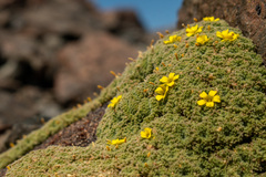 Oxalis erythrorhiza, photograph Ezequiel Racker, CC BY, iNaturalist via GBIF
