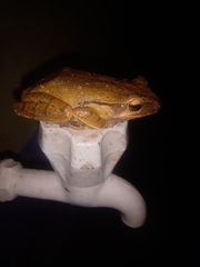 Polypedates leucomystax