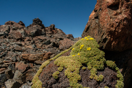 Oxalis erythrorhiza, photograph 1