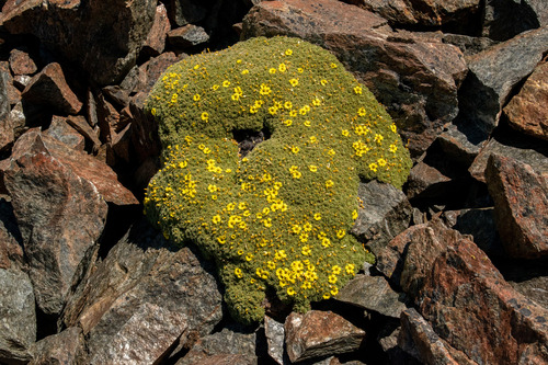 Oxalis erythrorhiza, photograph 5