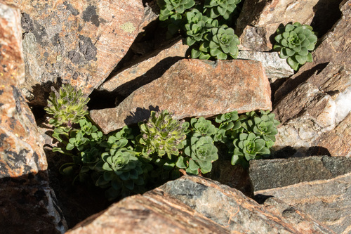 Combera paradoxa (Combera paradoxa)