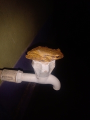 Polypedates leucomystax