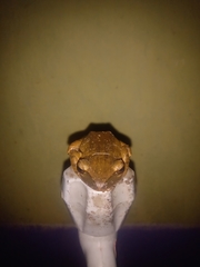 Polypedates leucomystax