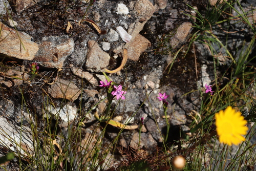 Mini Summerpipe (Thereianthus minutus)
