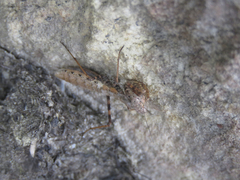 Ligariella