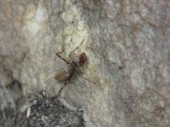 Ligariella