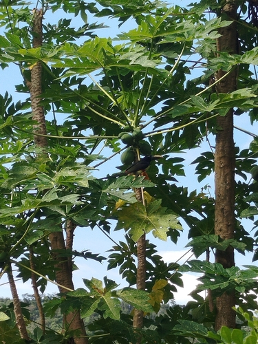 Black-necked Aracari