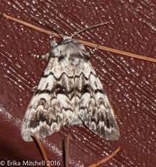 Panthea acronyctoides