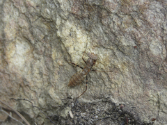 Ligariella