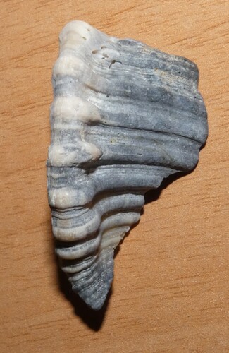 Monoplex corrugatus observed 2026-01-28