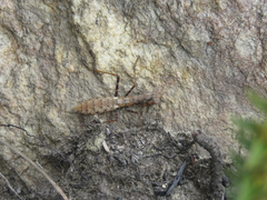 Ligariella